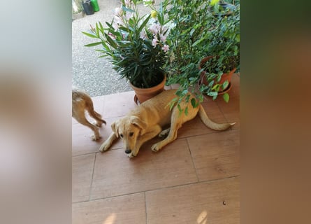 Traumhund  Kalle kann in der Südpfalz besucht werden