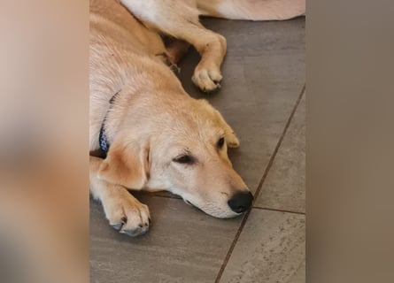 Traumhund  Kalle kann in der Südpfalz besucht werden