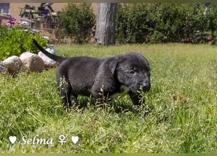 Savas, Selma, Simos, Sirius und Smile suchen ein Zuhause