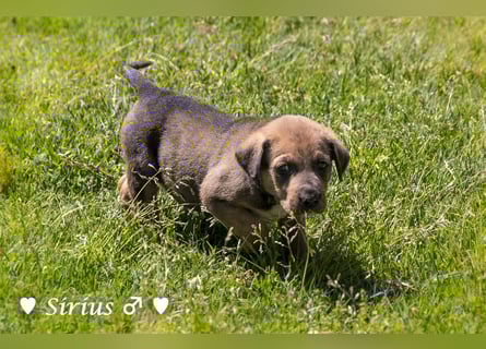 Savas, Selma, Simos, Sirius und Smile suchen ein Zuhause