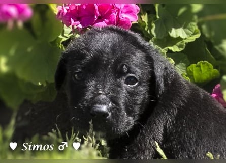 Savas, Selma, Simos, Sirius und Smile suchen ein Zuhause