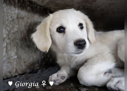 Giorgia und Frantzas  suchen ein Zuhause