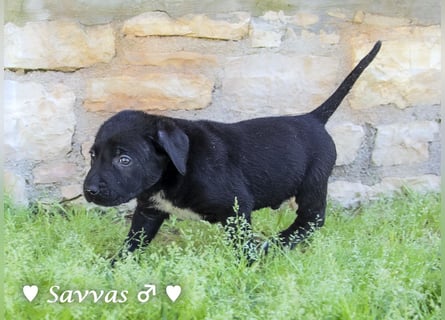 Savas, Selma, Simos, Sirius und Smile suchen ein Zuhause