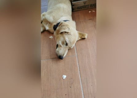 Der kleine Kalle kann in der Südpfalz besucht werden