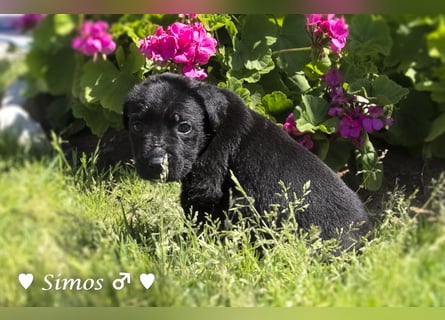 Savas, Selma, Simos, Sirius und Smile suchen ein Zuhause