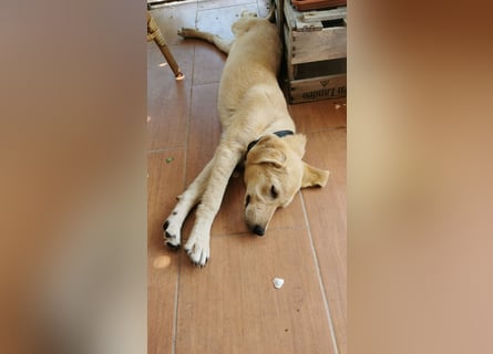 Der kleine Kalle kann in der Südpfalz besucht werden