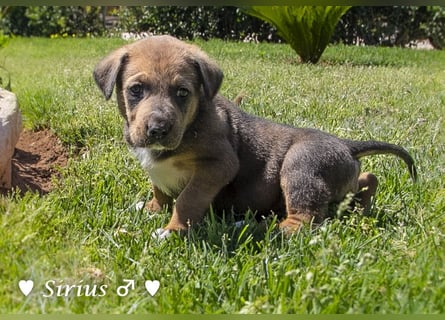 Savas, Selma, Simos, Sirius und Smile suchen ein Zuhause