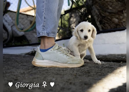 Giorgia und Frantzas  suchen ein Zuhause