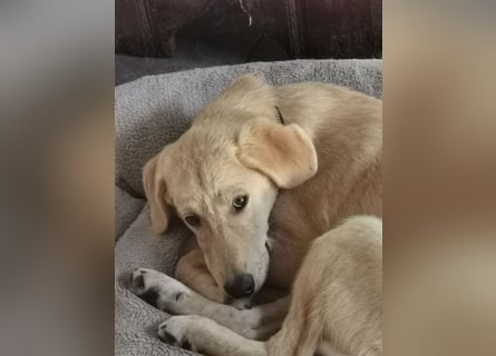 Der kleine Kalle kann in der Südpfalz besucht werden