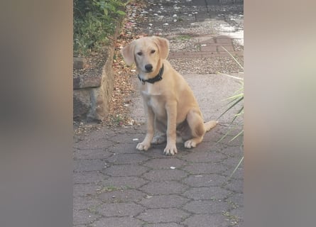 Der kleine Kalle kann in der Südpfalz besucht werden