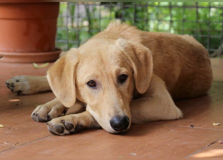 Traumhund  Kalle kann in der Südpfalz besucht werden