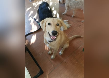 Traumhund  Kalle kann in der Südpfalz besucht werden