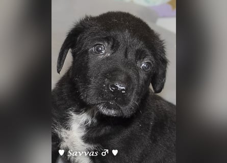 Savas, Selma, Simos, Sirius und Smile suchen ein Zuhause