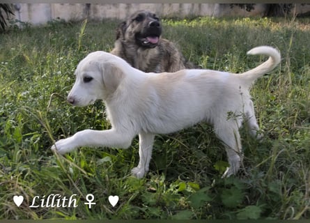 Lillith sucht ein Zuhause