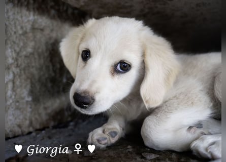Giorgia und Frantzas  suchen ein Zuhause
