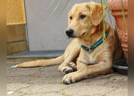 Traumhund  Kalle kann in der Südpfalz besucht werden
