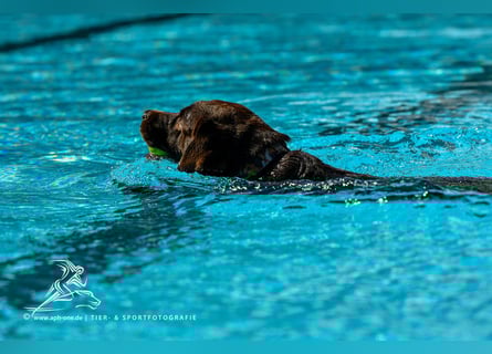 Labrador Deckrüde mit LCD-Zulassung, reinerbig chocolate, NRW