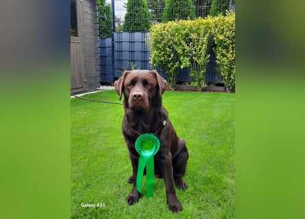 Labrador Deckrüde mit LCD-Zulassung, reinerbig chocolate, NRW