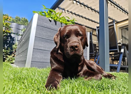 Labrador Deckrüde mit LCD-Zulassung, reinerbig chocolate, NRW