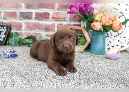Labrador Retriever Welpen kleine Familienfreunde suchen ein Zuhause