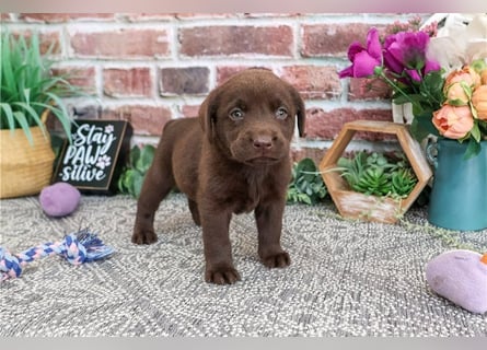 Labrador Retriever Welpen kleine Familienfreunde suchen ein Zuhause