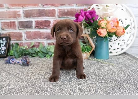 Labrador Retriever Welpen kleine Familienfreunde suchen ein Zuhause