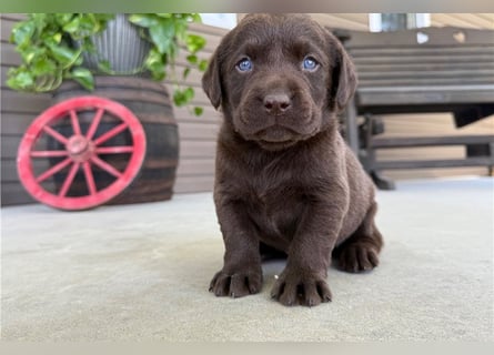 Liebevolle Labrador Retriever Welpen suchen ihre Familien