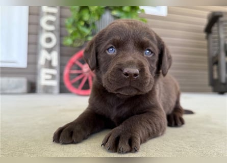 Liebevolle Labrador Retriever Welpen suchen ihre Familien