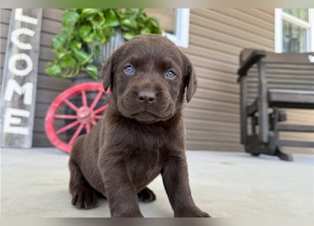 Liebevolle Labrador Retriever Welpen suchen ihre Familien