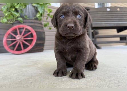 Labrador Retriever Welpen kleine Familienfreunde suchen ihr Zuhause