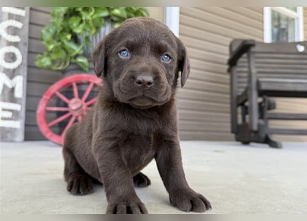 Labrador Retriever Welpen kleine Familienfreunde suchen ihr Zuhause