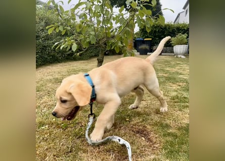 Goldig gelben Labrador Welpe (Rüde) aus kontrollierter LCD / VDH Zucht sucht ein liebevolles Zuhause