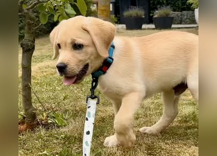 Goldig gelben Labrador Welpe (Rüde) aus kontrollierter LCD / VDH Zucht sucht ein liebevolles Zuhause