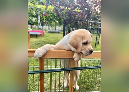 Goldig gelben Labrador Welpe (Rüde) aus kontrollierter LCD / VDH Zucht sucht ein liebevolles Zuhause