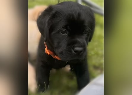 Schwarze Labradorhündin