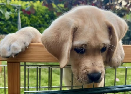Goldig gelben Labrador Welpe (Rüde) aus kontrollierter LCD / VDH Zucht sucht ein liebevolles Zuhause