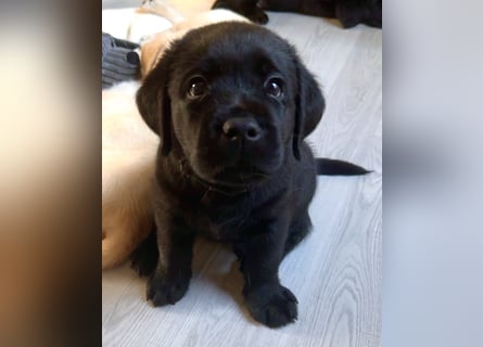 Schwarze Labradorhündin