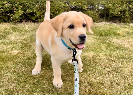 Goldig gelben Labrador Welpe (Rüde) aus kontrollierter LCD / VDH Zucht sucht ein liebevolles Zuhause
