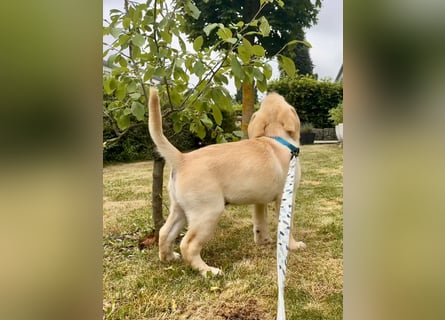 Goldig gelben Labrador Welpe (Rüde) aus kontrollierter LCD / VDH Zucht sucht ein liebevolles Zuhause