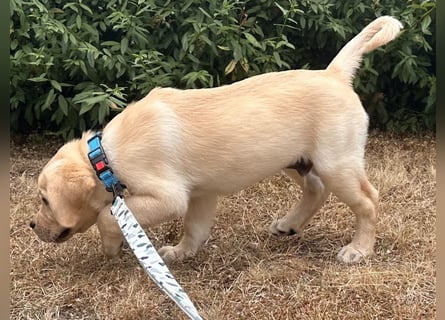 Goldig gelben Labrador Welpe (Rüde) aus kontrollierter LCD / VDH Zucht sucht ein liebevolles Zuhause