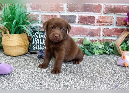 Wunderschöne Labrador Retriever Welpen suchen ihre Familien