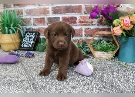 Wunderschöne Labrador Retriever Welpen suchen ihre Familien