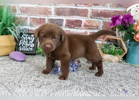 Wunderschöne Labrador Retriever Welpen suchen ihre Familien
