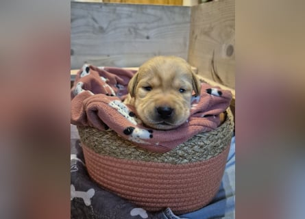Reinrassige Labrador-Welpen mit Ahnentafel