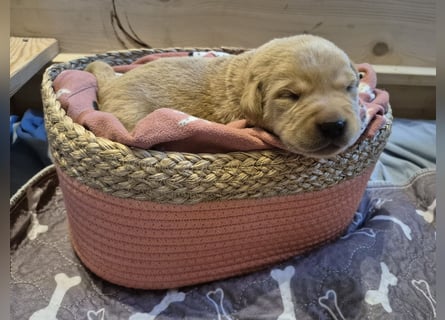 Reinrassige Labrador-Welpen mit Ahnentafel