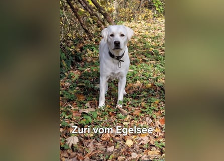 Wurfankündigung Labrador-Welpen mit Ahnentafel