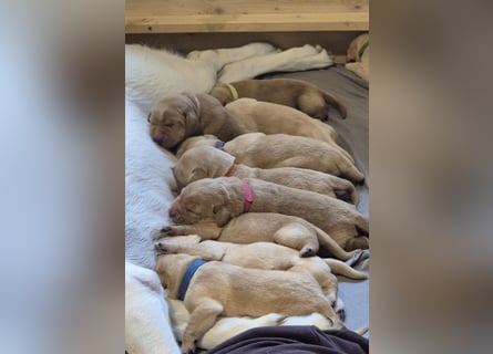 Wurfankündigung Labrador-Welpen mit Ahnentafel