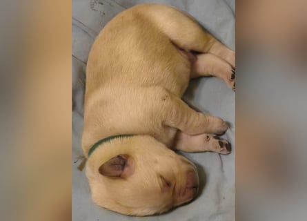 Wurfankündigung Labrador-Welpen mit Ahnentafel