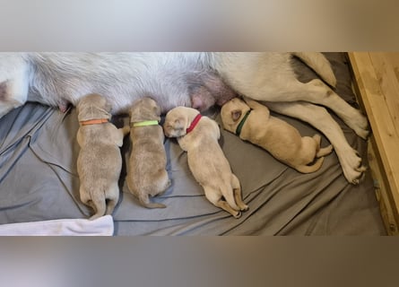 Wurfankündigung Labrador-Welpen mit Ahnentafel