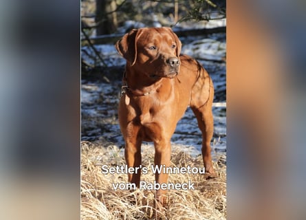 Wurfankündigung Labrador-Welpen mit Ahnentafel